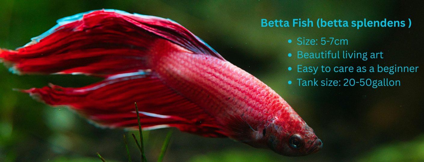 Betta fish (betta splendens) care guide