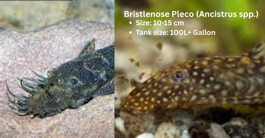  Bristlenose Pleco (Ancistrus spp) fish