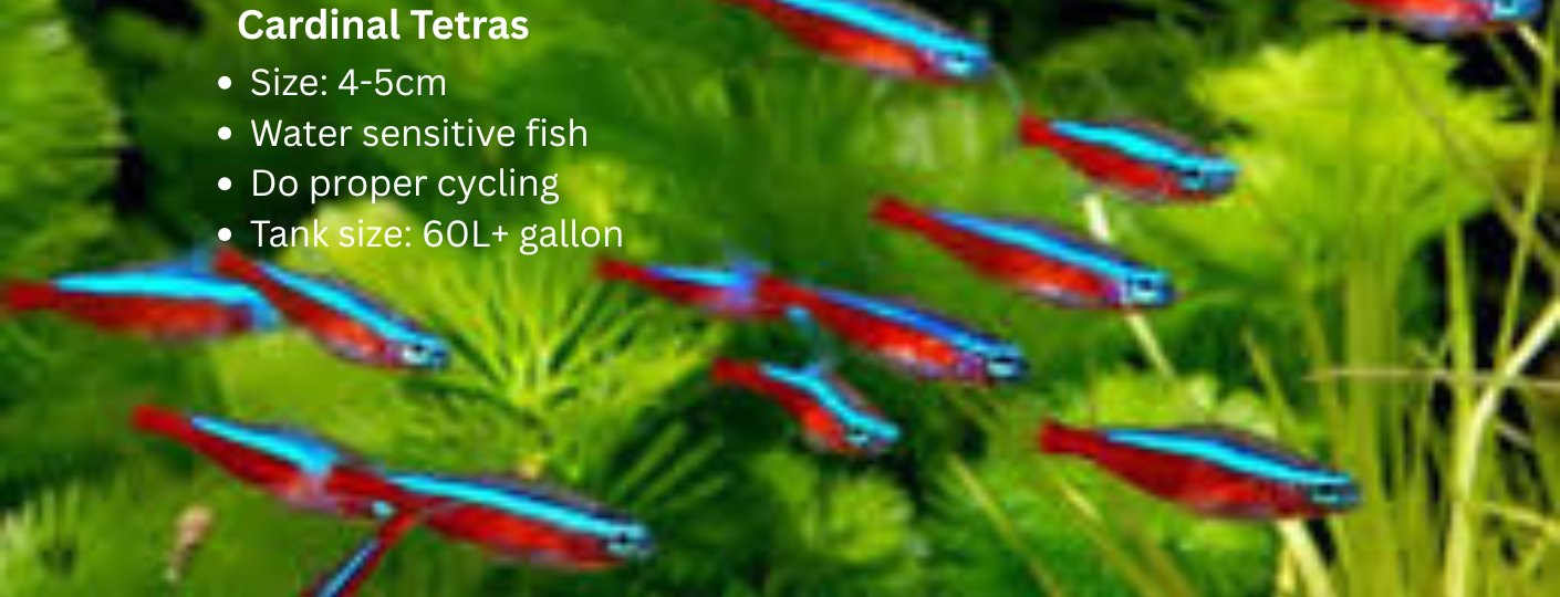 Cardinal tetras fish care 2026