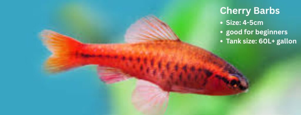 Cherry barbs fish health care guide
