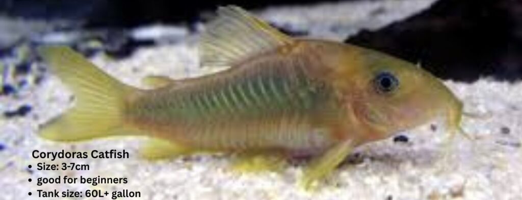 corydoras catfish care guide 2026