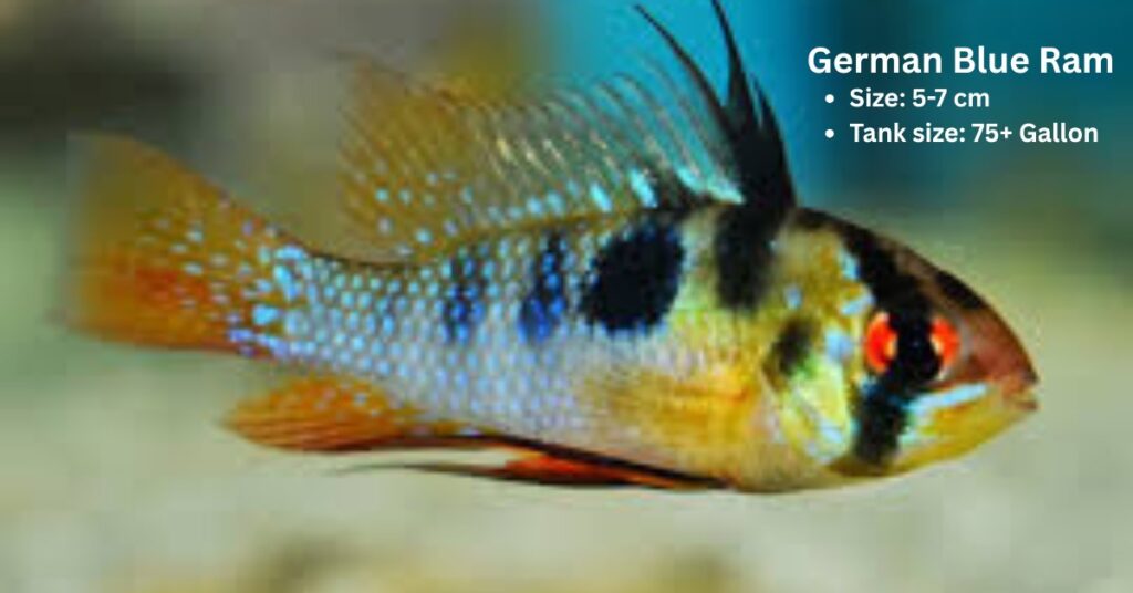 German blue ram fish guide