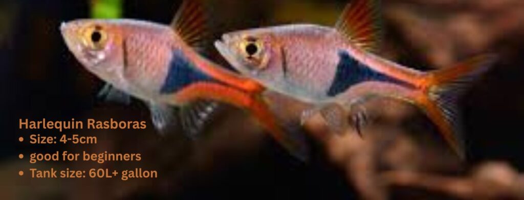 care guide of Harlequin rasboras