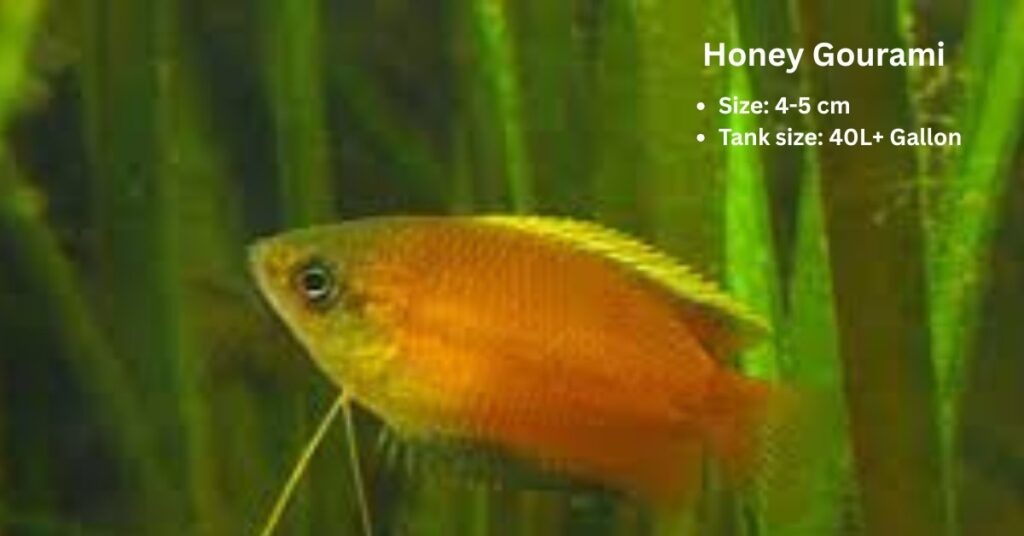 Honey Gourami (Trichogaster chuna) fish guide