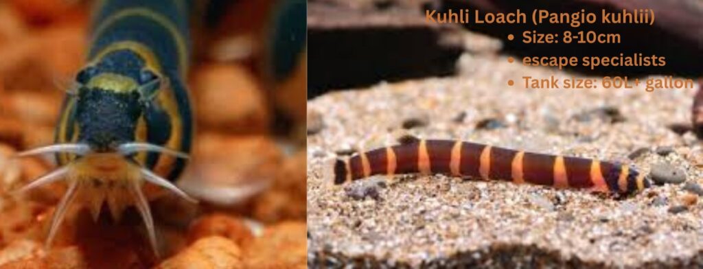Kuhli loach fish care guide