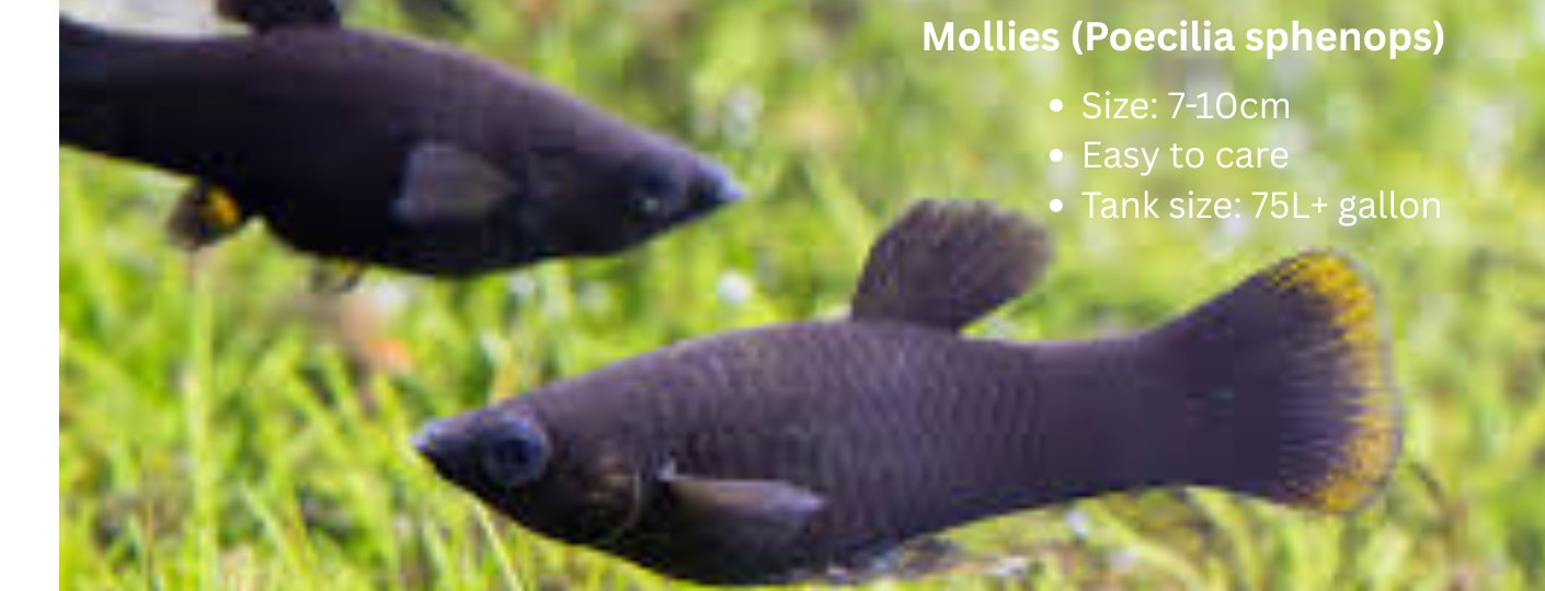 Black mollies fish care guide for beginners 2026
