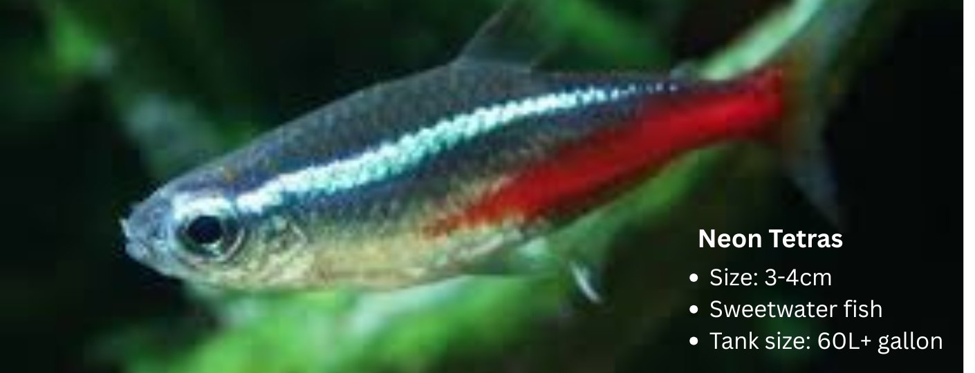 Neon tetras best for starter fish 