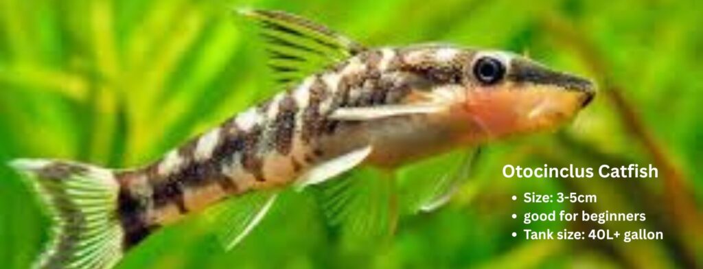 Otocinclus catfish care guide 2026