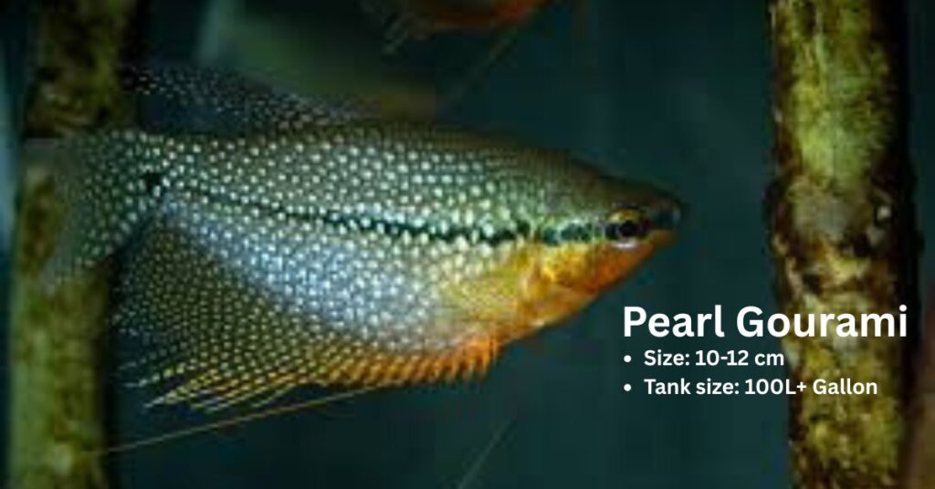 Pearl Gourami (Trichopodus leerii) fish