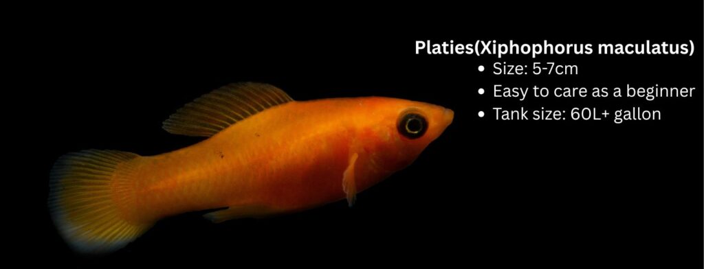 Platies fish care 2026
