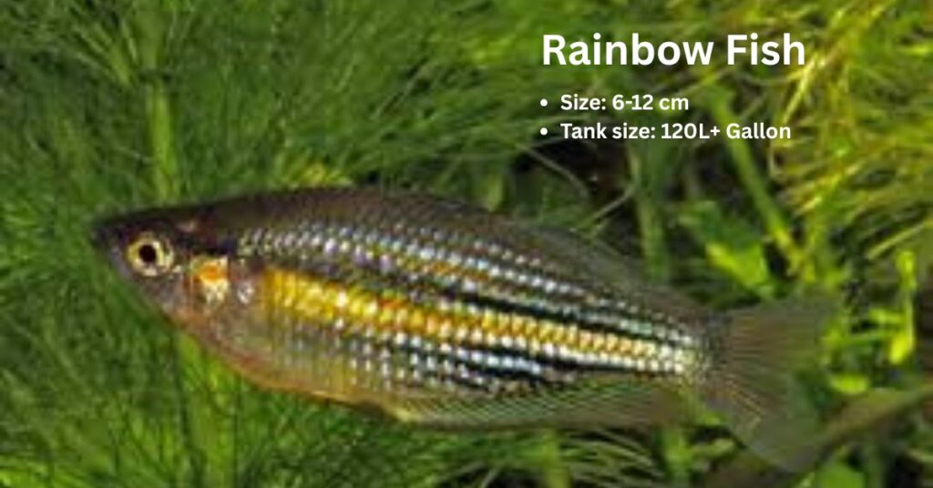 Rainbow Fish (Melanotaenia spp) fish