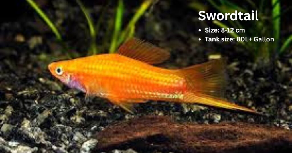 Swordtail (Xiphophorus hellerii) fish