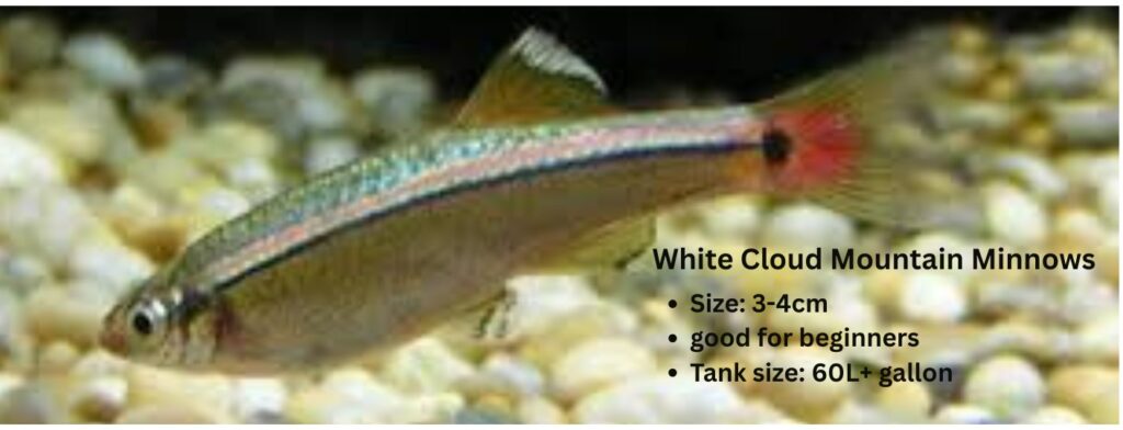 white cloud mountain minnows fish aquarium setup guide