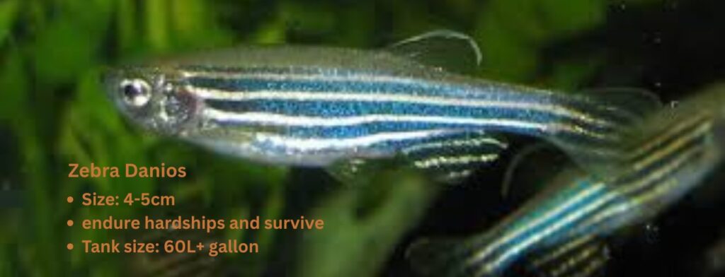 how to care zebra danios fish as a beginner