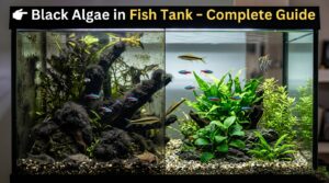How to Get Rid of Black Beard Algae in the Fish Tank