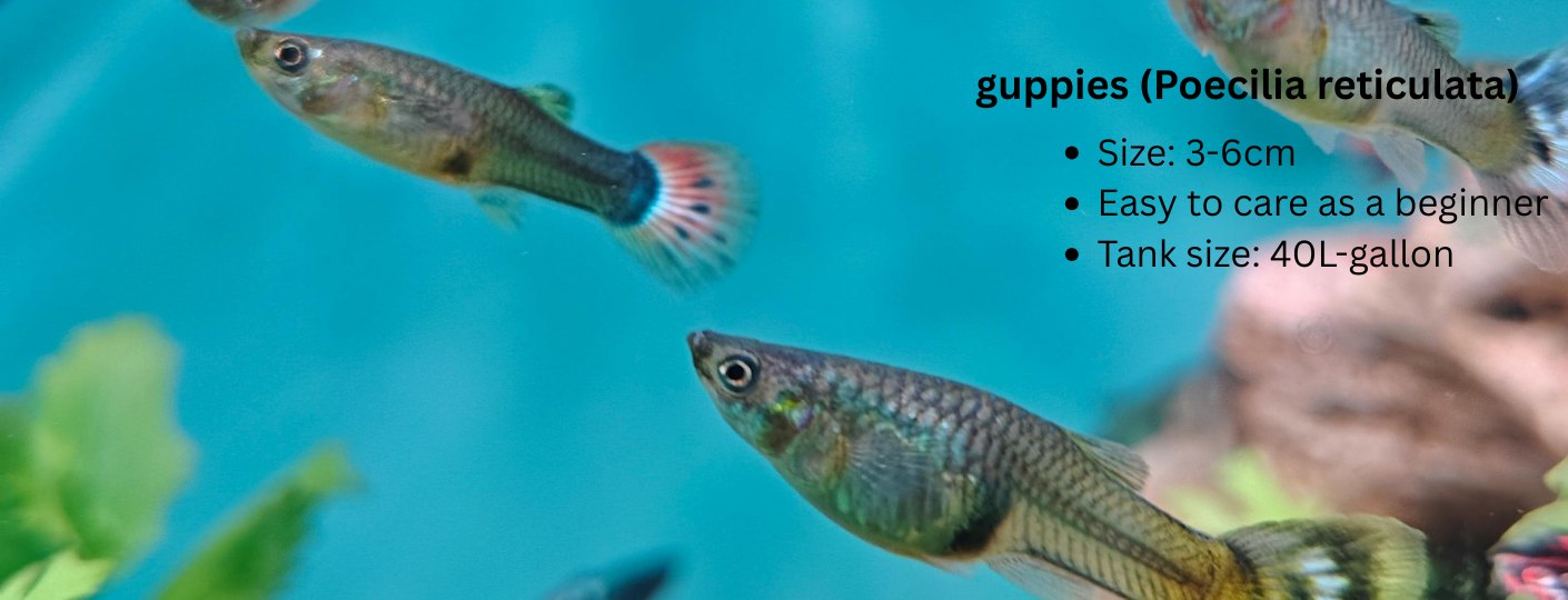 Guppies beginner care guide